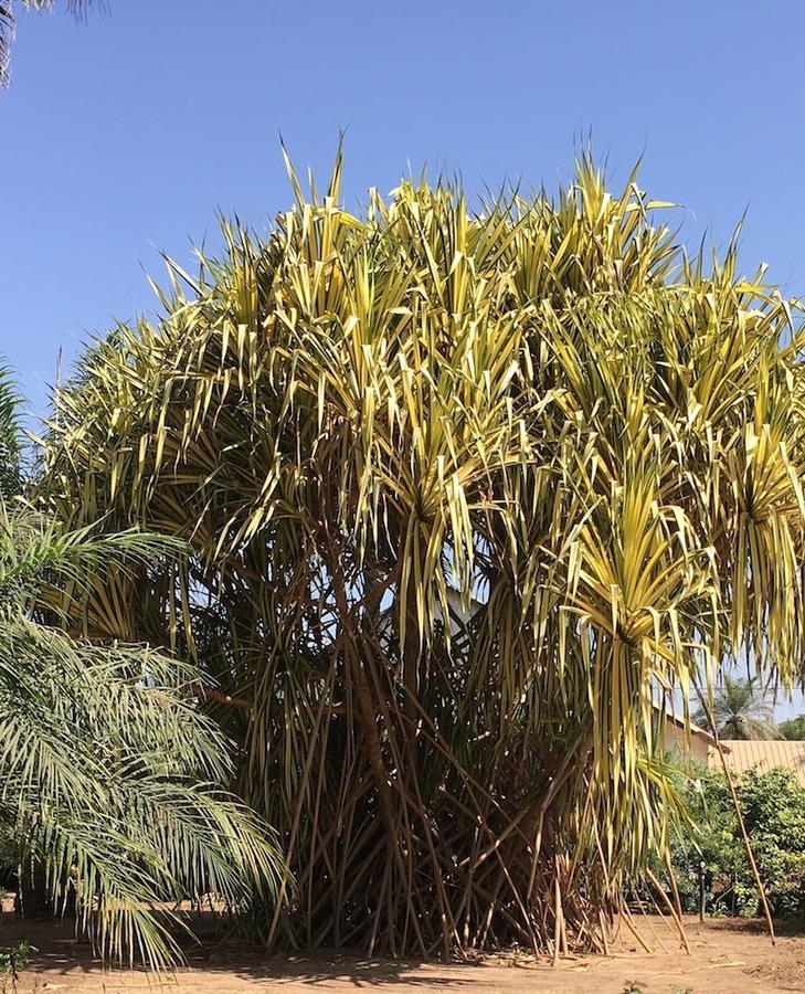 Les Maisons De Marco Senegal - B&B Cap Skirring Luaran gambar